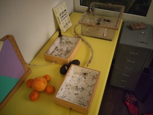 [BLOG] Messor barbarus de Bouboulou, IMG_20260318_200059.jpg