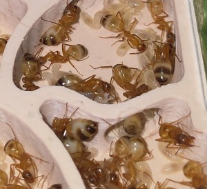 Entre les mandibules de l'ouvrière centrale..., [BLOG] Camponotus sanctus de Bouboulou