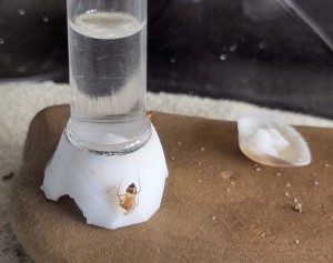 [BLOG] Camponotus sanctus de Bouboulou, IMG_20260323_101602~2.jpg