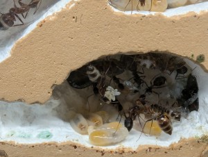 Grappe d’œufs (22/03), [Blog] Camponotus barbaricus de Mimiti