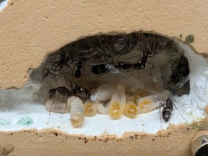 Enfin un cocon (22/03), [Blog] Camponotus barbaricus de Mimiti