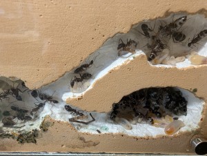 Pattes d'araignée dans les circulations., [Blog] Camponotus barbaricus de Mimiti