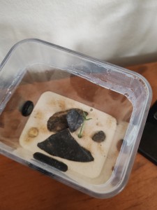 J'ai une furieuse envie de bricolage, mais..., IMG_20260325_110823.jpg