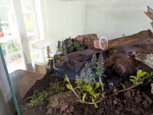 Détail second terrarium (partie droite), [Blog] Madame - Lasius niger