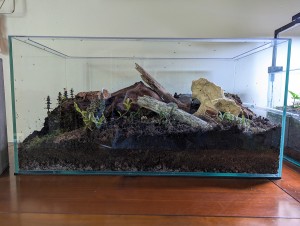 Détail du second terrarium, [Blog] Madame - Lasius niger