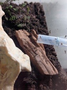 Sortie du tube de laison dans nouveau terrarium, [Blog] Madame - Lasius niger