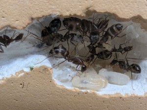 [Blog] Camponotus barbaricus de Mimiti, PXL_20260325_075416281.jpg