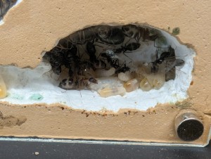 [Blog] Camponotus barbaricus de Mimiti, PXL_20260325_081734796.jpg