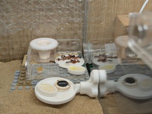 les 2 Red Runners, [Blog] Camponotus barbaricus de Mimiti