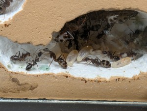 Larve non arrondi, [Blog] Camponotus barbaricus de Mimiti