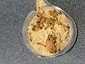 [Blog] Les Camponotus sanctus de Lorette, IMG_2908.jpeg