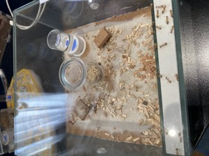 [Blog] Les Camponotus sanctus de Lorette, IMG_2898.jpeg