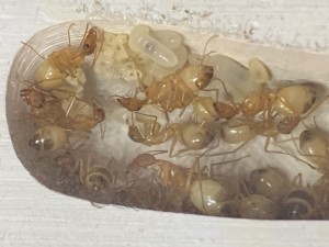 [Blog] Les Camponotus sanctus de Lorette, IMG_2906.jpeg