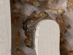 [Blog] Les Camponotus sanctus de Lorette, IMG_2936.jpeg