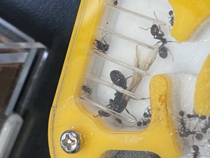 [Blog] Messor barbarus de Lorette, IMG_2909.jpeg