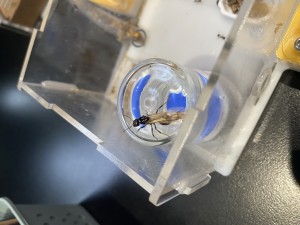 [Blog] Messor barbarus de Lorette, IMG_2919.jpeg
