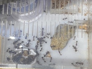 [Blog] Messor barbarus de Lorette, IMG_2925.jpeg