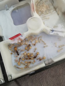 [Blog] Camponotus fedtschenkoi de Marie Aromat, IMG_20260328_092745.jpg