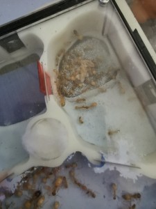 [Blog] Camponotus fedtschenkoi de Marie Aromat, IMG_20260328_092741.jpg