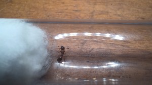 La reine Myrmica sp, Gyne Myrmica sp trouvée un peu trop en avance