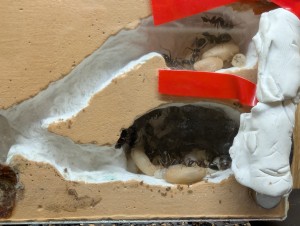 Patafix+scotch (moche), [Blog] Camponotus barbaricus de Mimiti