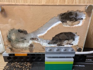 Sonde plaquée contre la vitre avec les Lego, [Blog] Camponotus barbaricus de Mimiti