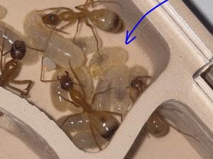 [BLOG] Camponotus sanctus de Bouboulou, IMG_20260330_124500~2.jpg