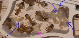 [BLOG] Camponotus sanctus de Bouboulou, IMG_20260330_124555~2.jpg