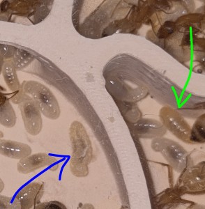 [BLOG] Camponotus sanctus de Bouboulou, IMG_20260330_124509~2.jpg