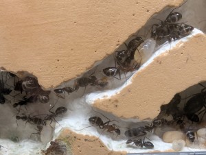 Cannibalisme ?, [Q/R] Camponotus barbaricus de Mimiti