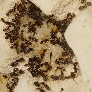 [Blog] Les M.barbarus de Gigantiosp 59, IMG_20260401_173231.jpg