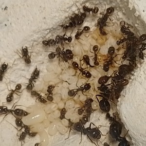 [Blog] Les M.barbarus de Gigantiosp 59, IMG_20260401_172812.jpg