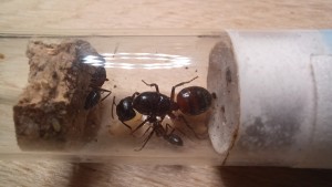 Loona et ses 2 filles, [Blog] Les Camponotus ligniperda et sa reine Loona de ugNuma