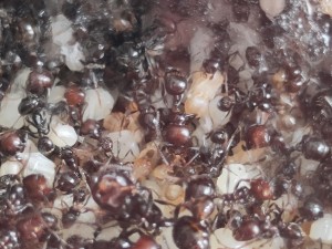 [BLOG] Messor barbarus de Bouboulou, IMG_20260402_152254.jpg