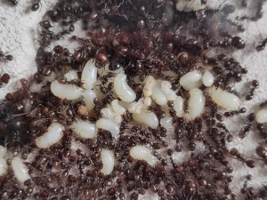 En voilà ici..., [BLOG] Messor barbarus de Bouboulou