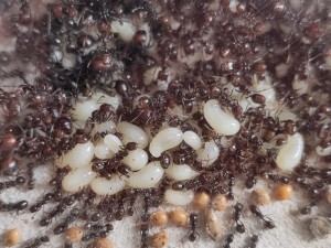 ...là..., [BLOG] Messor barbarus de Bouboulou