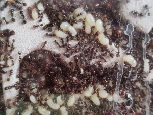 ...et encore là !, [BLOG] Messor barbarus de Bouboulou