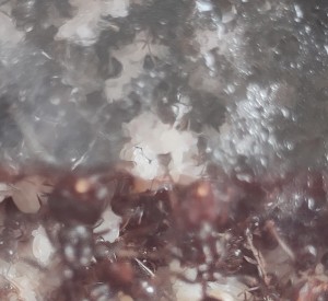 [BLOG] Messor barbarus de Bouboulou, IMG_20260402_152124.jpg