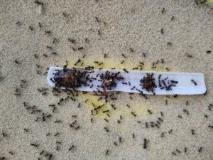 [BLOG] Messor barbarus de Bouboulou, IMG_20260402_153143.jpg