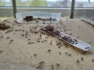 [BLOG] Messor barbarus de Bouboulou, IMG_20260402_153154.jpg