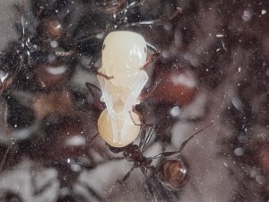 [BLOG] Messor barbarus de Bouboulou, IMG_20260402_152217.jpg