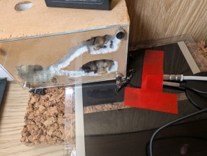 L'installation, [Blog] Camponotus barbaricus de Mimiti