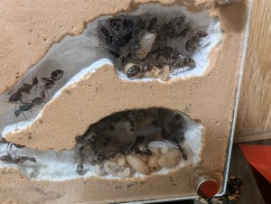 03/04/2026, [Blog] Camponotus barbaricus de Mimiti