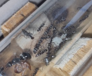 [BLOG] Formica sp. de Bouboulou, IMG_20260401_185809.jpg