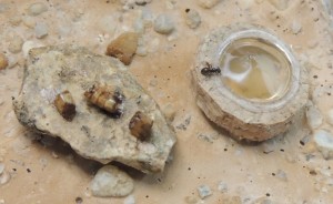 [Blog] The Lasius family - Lasius niger, 2026-04-04_14h34_37.jpg