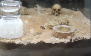 [Blog] The Lasius family - Lasius niger, 2026-04-04_14h31_40.jpg