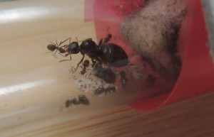 [Blog] The Lasius family - Lasius niger, 2026-04-04_14h25_23.jpg