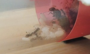 [Blog] The Lasius family - Lasius niger, 2026-04-04_14h36_00.jpg