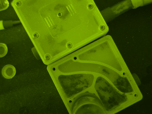 [Blog] Camponotus nicobarensis à Khriath., 1000000753 (2).png