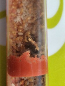 [Blog] La petite aventure de la colonie de Lasius flavus de Salem, IMG_20260406_124442.jpg